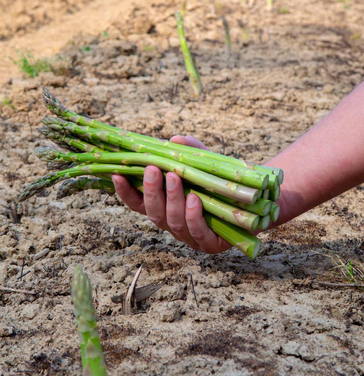 COVID-19-prevented-healthy-eating-kiminasy-harvestharmonics-farners-future-farms-crop-yield-profit-agriculture-223