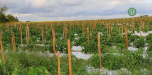 agriculture-kyminasi-harvestharmonics-farmers-future-farms-crop-yield-profit-plant-booster-10