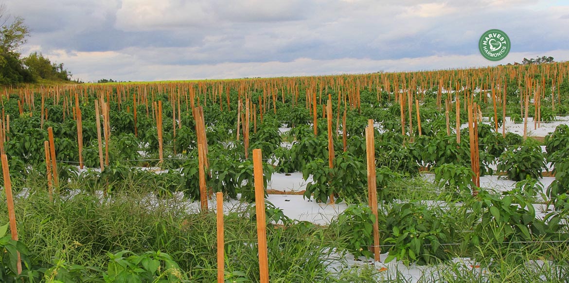 agriculture-kyminasi-harvestharmonics-farmers-future-farms-crop-yield-profit-plant-booster-10