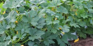 agriculture-kyminasi-harvestharmonics-farmers-future-farms-crop-yield-profit-plant-booster-11
