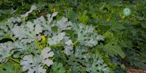 agriculture-kyminasi-harvestharmonics-farmers-future-farms-crop-yield-profit-plant-booster-12