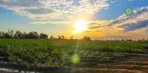 agriculture-kyminasi-harvestharmonics-farmers-future-farms-crop-yield-profit-plant-booster-13
