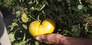 agriculture-kyminasi-harvestharmonics-farmers-future-farms-crop-yield-profit-plant-booster-14
