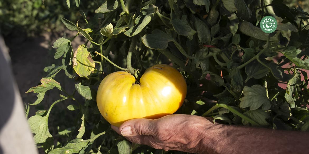 agriculture-kyminasi-harvestharmonics-farmers-future-farms-crop-yield-profit-plant-booster-14