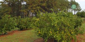agriculture-kyminasi-harvestharmonics-farmers-future-farms-crop-yield-profit-plant-booster-2