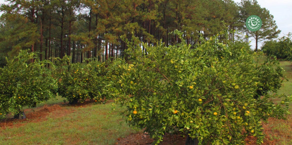 agriculture-kyminasi-harvestharmonics-farmers-future-farms-crop-yield-profit-plant-booster-2