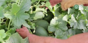 agriculture-kyminasi-harvestharmonics-farmers-future-farms-crop-yield-profit-plant-booster