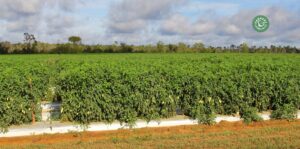 agriculture-kyminasi-harvestharmonics-farmers-future-farms-crop-yield-profit-plant-booster-4