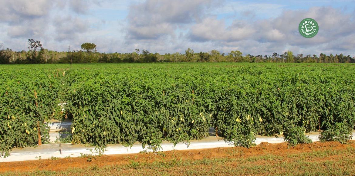 agriculture-kyminasi-harvestharmonics-farmers-future-farms-crop-yield-profit-plant-booster-4