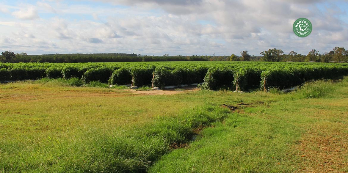 agriculture-kyminasi-harvestharmonics-farmers-future-farms-crop-yield-profit-plant-booster-5