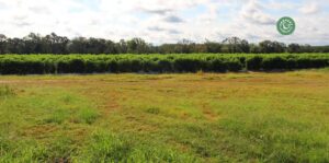 agriculture-kyminasi-harvestharmonics-farmers-future-farms-crop-yield-profit-plant-booster-6