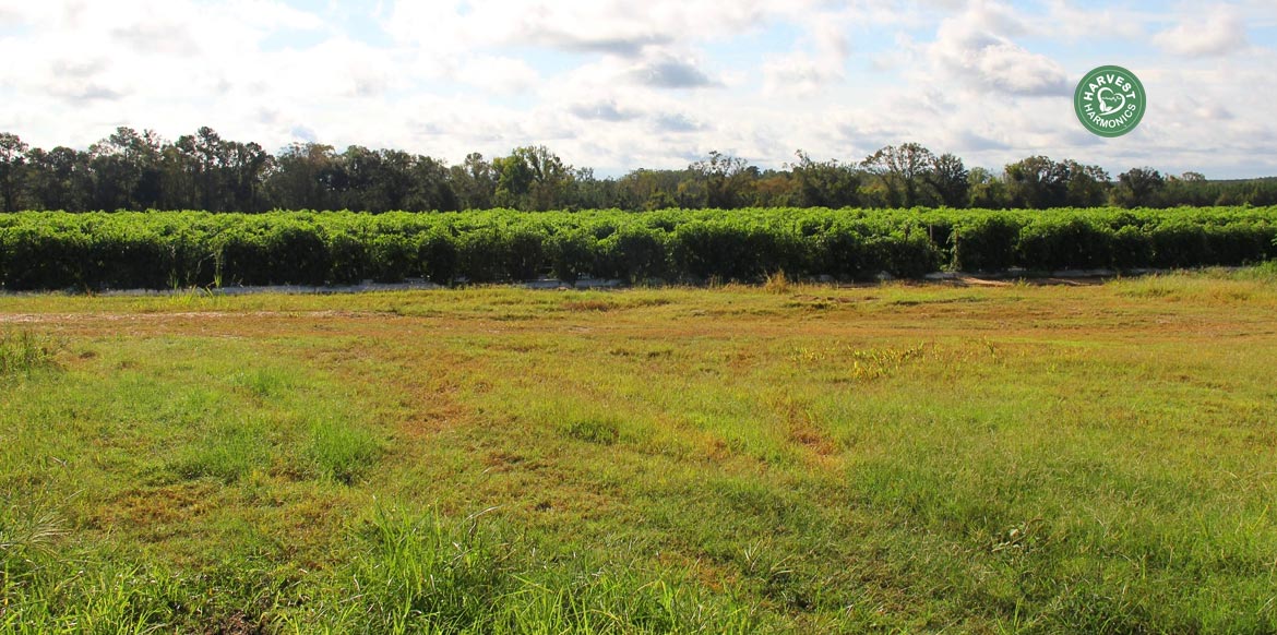 agriculture-kyminasi-harvestharmonics-farmers-future-farms-crop-yield-profit-plant-booster-6