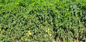 agriculture-kyminasi-harvestharmonics-farmers-future-farms-crop-yield-profit-plant-booster-7