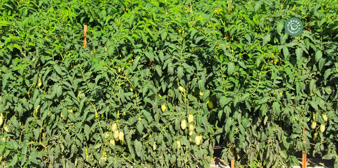 agriculture-kyminasi-harvestharmonics-farmers-future-farms-crop-yield-profit-plant-booster-7