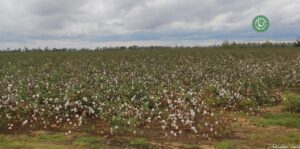 agriculture-kyminasi-harvestharmonics-farmers-future-farms-crop-yield-profit-plant-booster-8