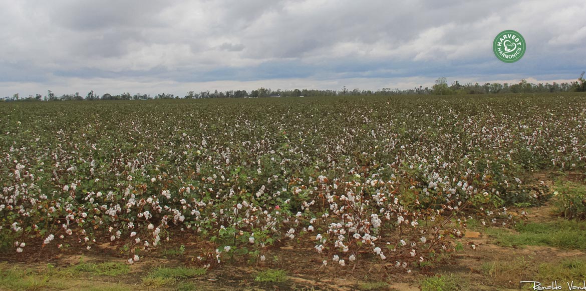 agriculture-kyminasi-harvestharmonics-farmers-future-farms-crop-yield-profit-plant-booster-8