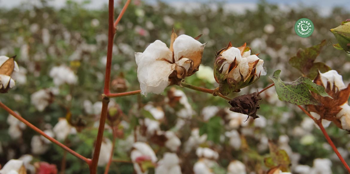 agriculture-kyminasi-harvestharmonics-farmers-future-farms-crop-yield-profit-plant-booster-9