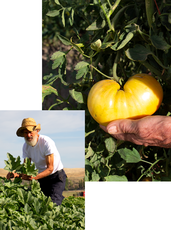 become-delaer-kiminasy-harvestharmonics-farmers-future-farms-crop-yield-profit-30