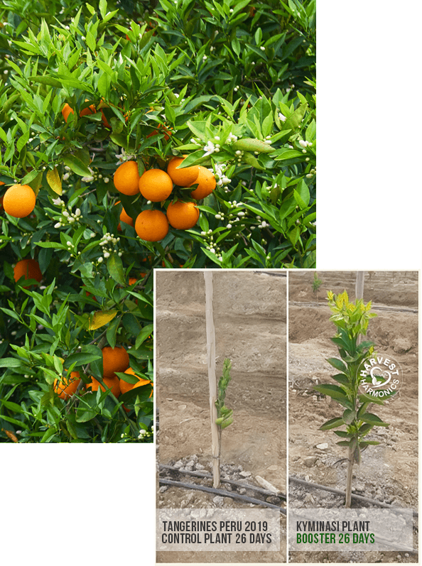 become-delaer-kiminasy-harvestharmonics-farmers-future-farms-crop-yield-profit-crop-booster-26