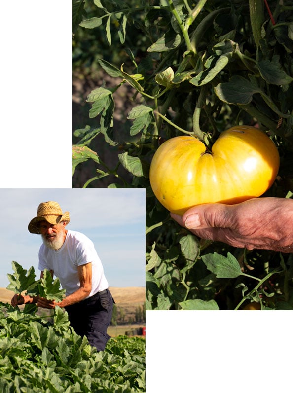 become-delaer-kiminasy-harvestharmonics-farmers-future-farms-crop-yield-profit-30