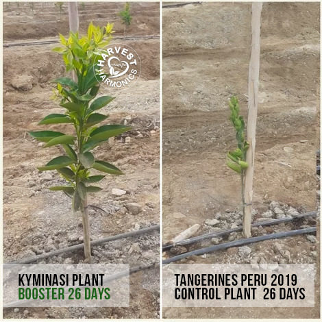 peppers-peru-kiminasy-harvestharmonics-farners-future-farms-crop-yield-profit-agriculture-220 peppers-peru-kiminasy-harvestharmonics-farners-future-farms-crop-yield-profit-agriculture-220